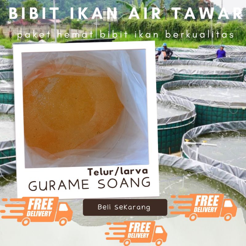 TELUR GURAME SOANG PAKET 700 TELUR GURAME SOANG MURAH LARVA/TULUR BIBIT GURAME SOANG BERKUALITAS