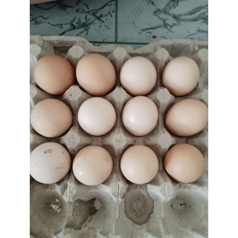 Telur_Tetas_ayam_Bangkok_Vs_Merawang