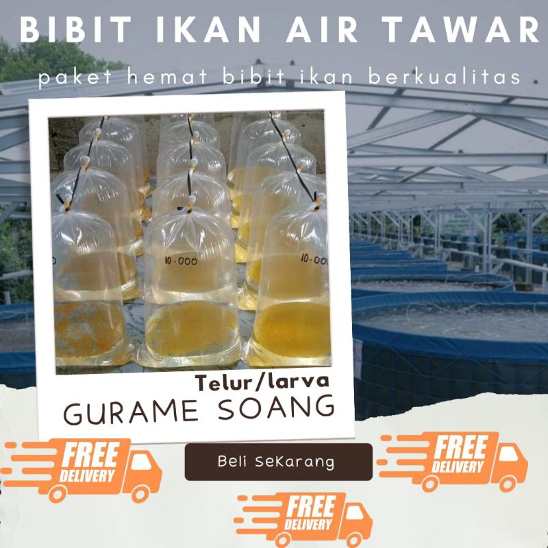 TELUR GURAME SOANG PAKET 600 TELUR GURAME SOANG MURAH LARVA BIBIT GURAME SOANG BERKUALITAS