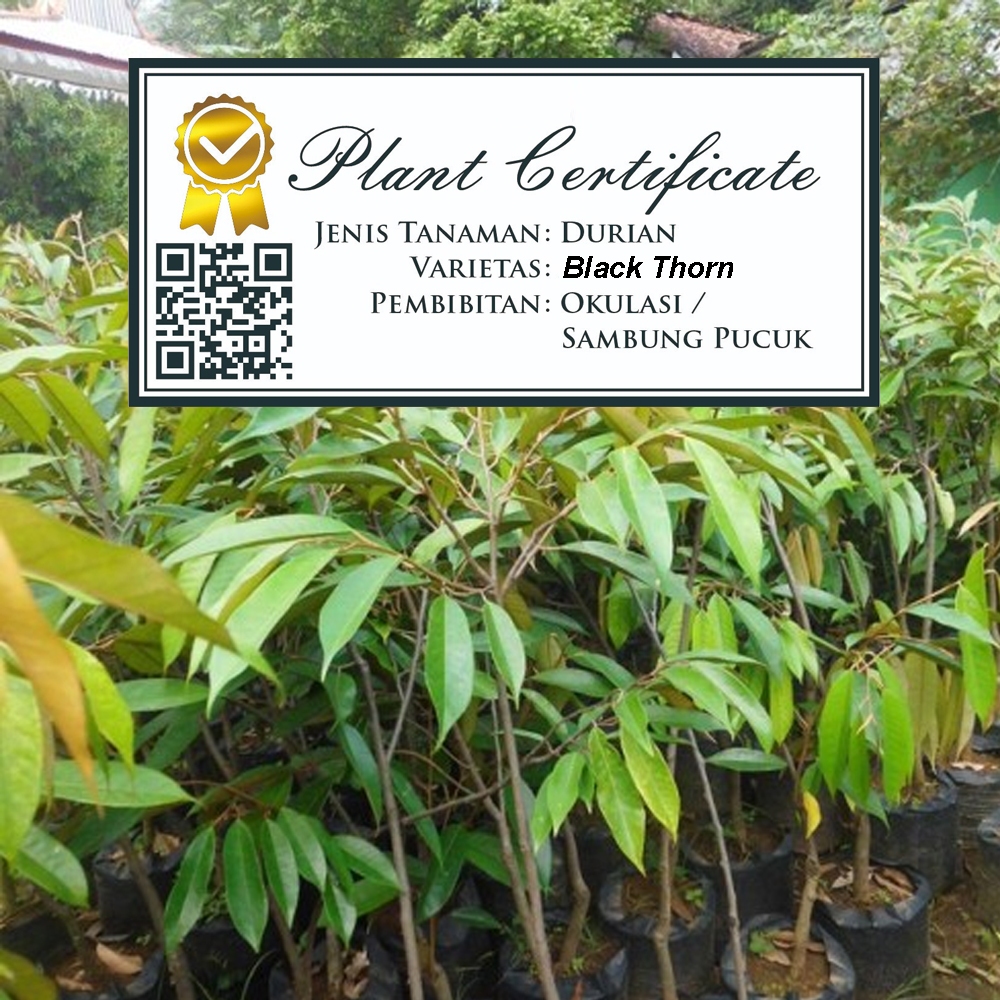 Bibit durian duri hitam 1meter hasil okulasi