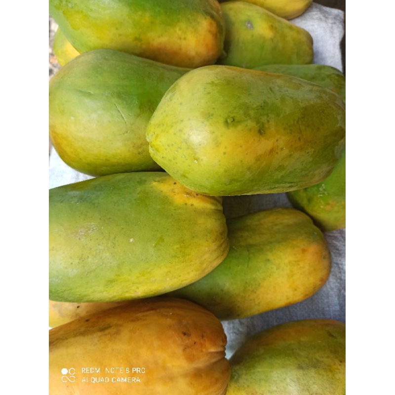 

BUAH PEPAYA CALIFORNIA