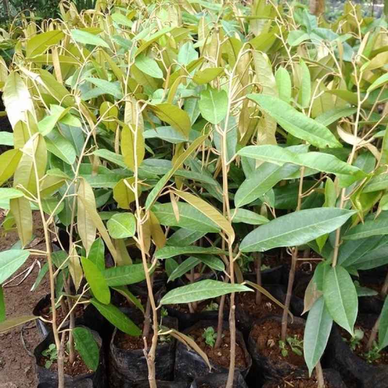 bibit durian bawor banyumas okulasi siap tanam