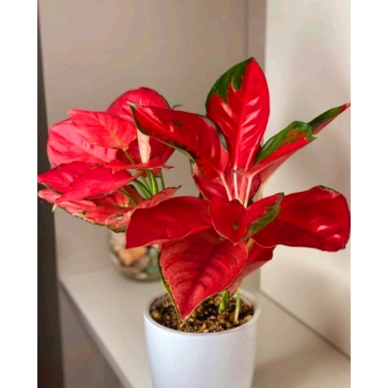 ( BISA COD ) Aglonema Suksom Jaipong Merah Mutasi Tanaman Hias Aglonema Aglaonema Suksom Jaipong Mer
