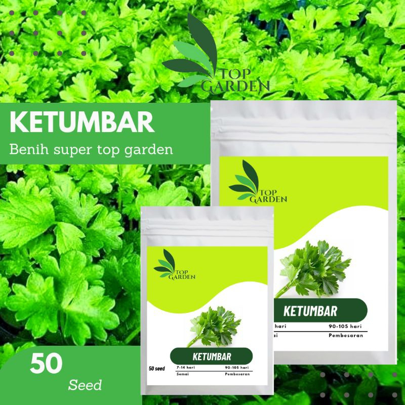 TOP GARDEN BENIH SAYURAN KETUMBAR BIBIT KETUMBAR TANAMAN KETUMBAR