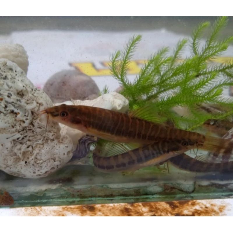 hiasan aquascape uceng