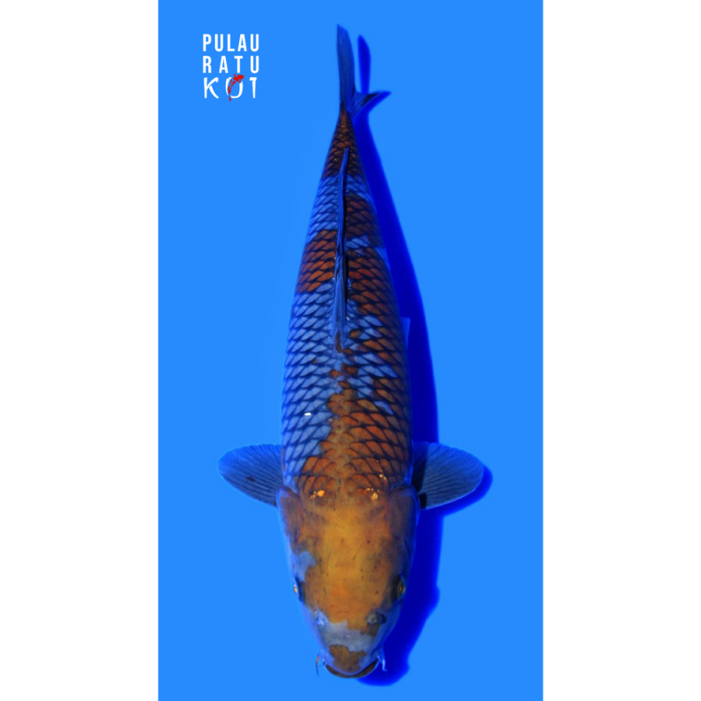 Ochiba shigure 55 bu male ozumi ikarashi farm ikan koi import sertifikat breeder