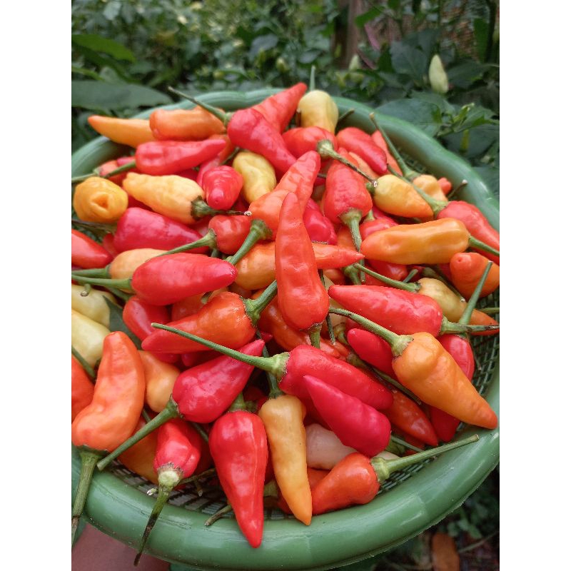 

Cabe rawit merah 250 gram