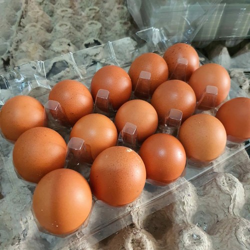 

Telur Telor Ayam Negeri 15pcs