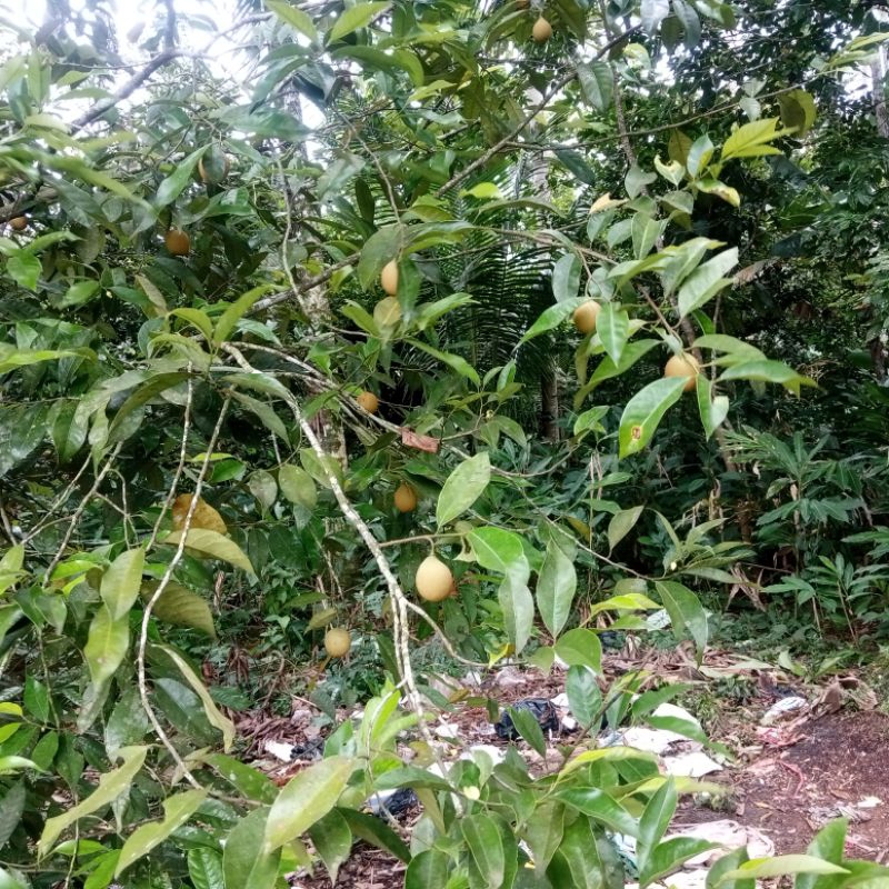 

Herbal Daun Pala Kering