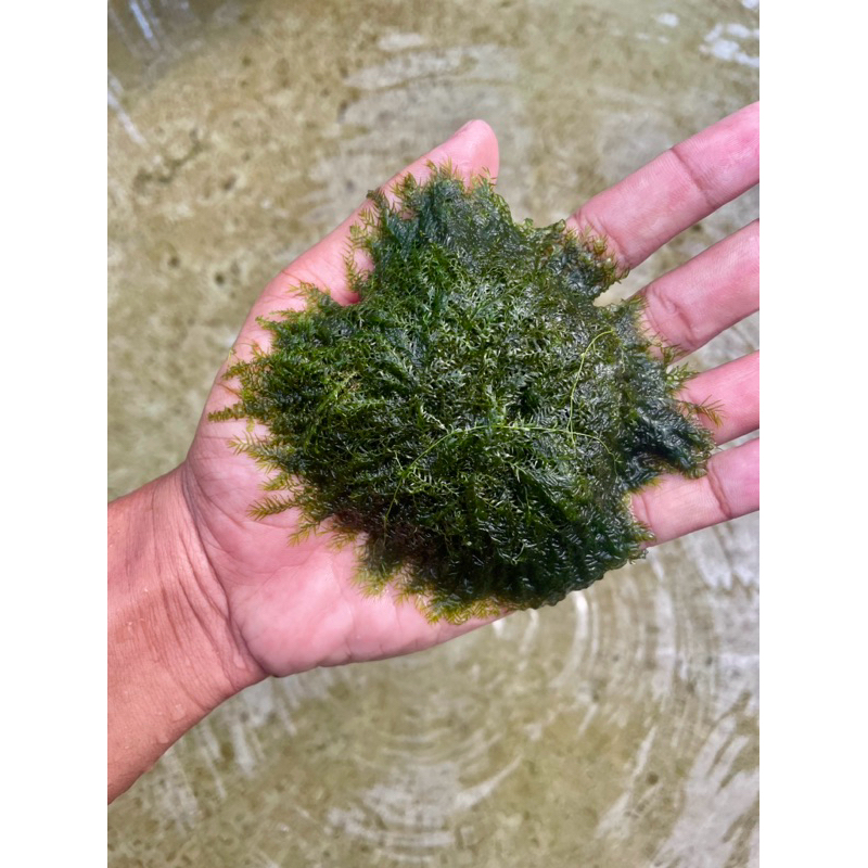 Moss Fisiden Wabikusa Tanaman aquascape/ Aquarium Low Co2