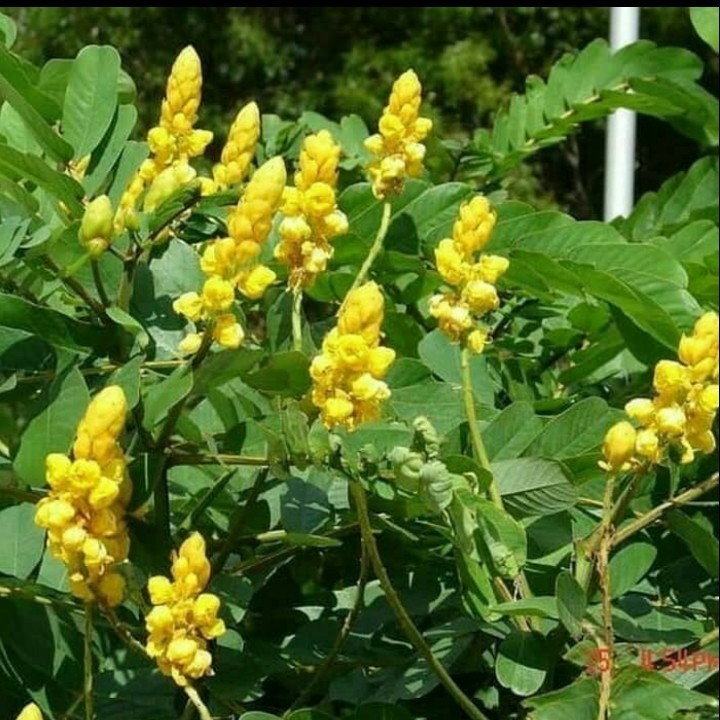 

Daun Ketapang China, Daun kimanila, Daun herbal segar per daun