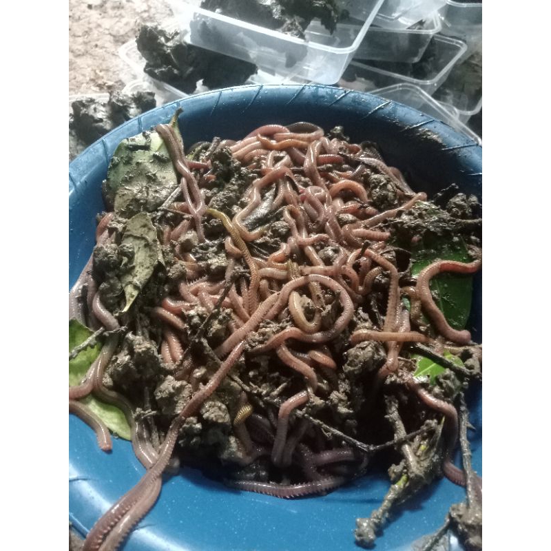 cacing laut/naga isi 50 ekor
