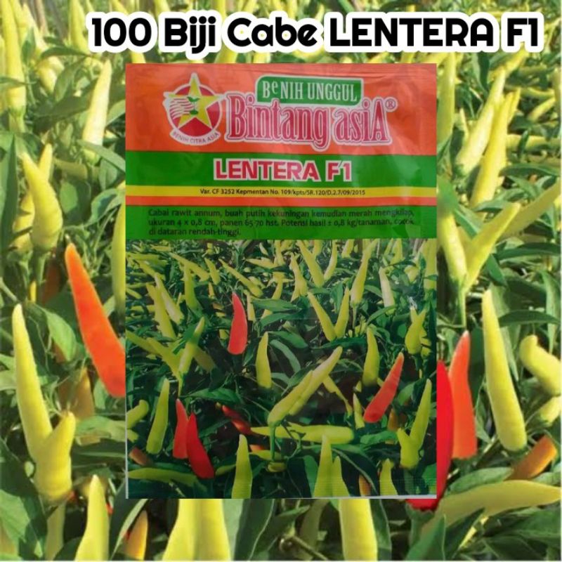 100 Biji Cabe LENTERA F1 | cabai Rawit Lentera F1 | Benih Cabai Lentera F1 | Benih Sayuran | Bibit C