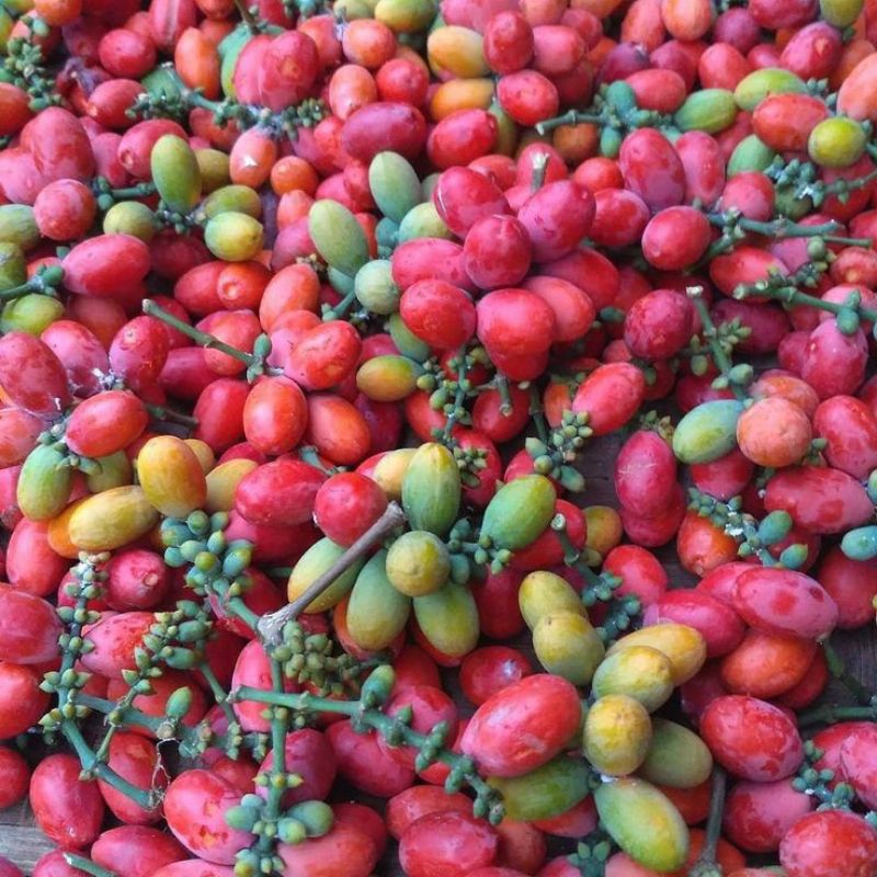 

Buah melinjo 1kg.