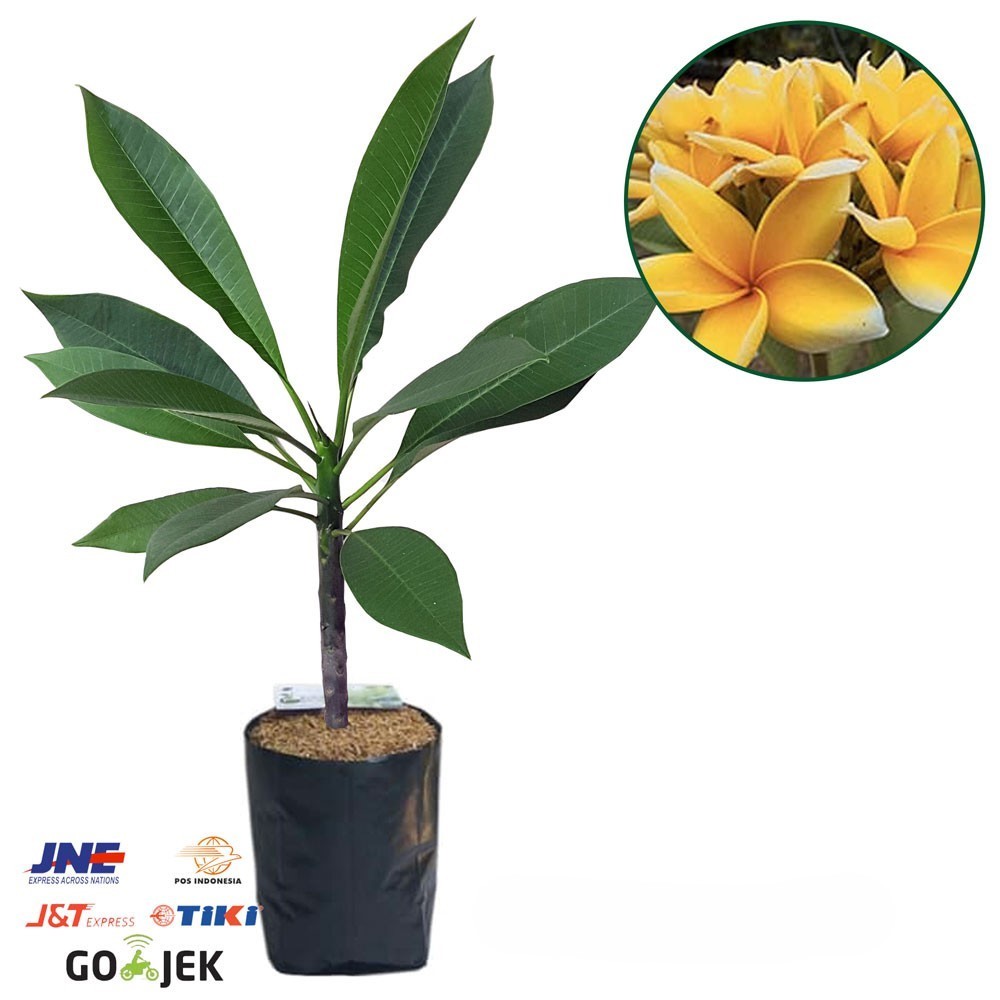 Bibit Kamboja Jepun Cendana - Frangipani