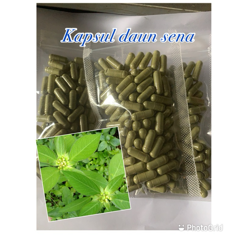 

kapsul daun sena 20pcs