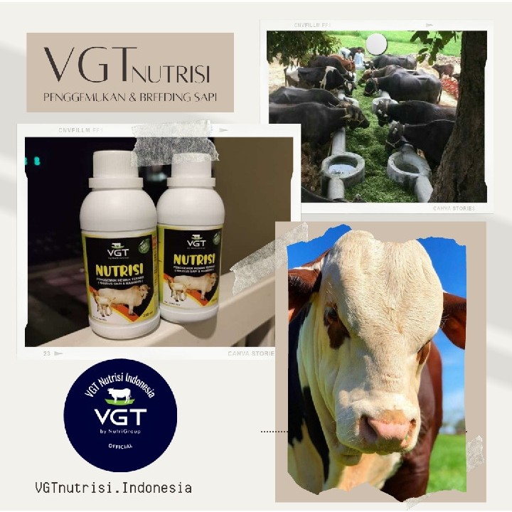 vgt vitamin penggemuk sapi suplemen nutrisi ternak