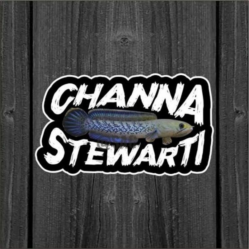 sticker channa stewarti sz 15cm