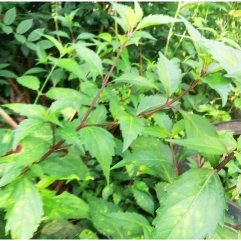 

Daun Kumis Kucing Segar Organik Obat Herbal 250grm