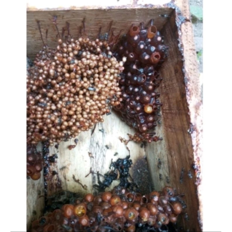 

LEBAH MADU KLANCENG SIAP DITERNAK DAN SIAP PRODUK