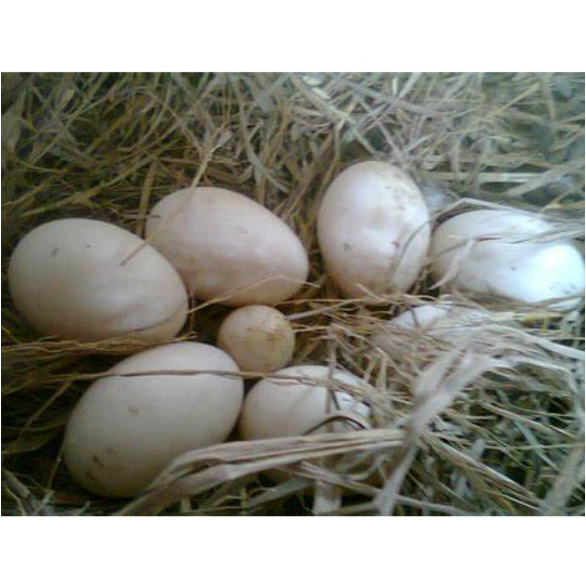 

telur angsa segar/fresh siap konsumsi