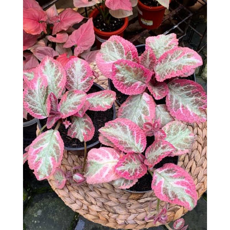 Episcia Import Cleopatra - Bunga Gantung Episcia episia
