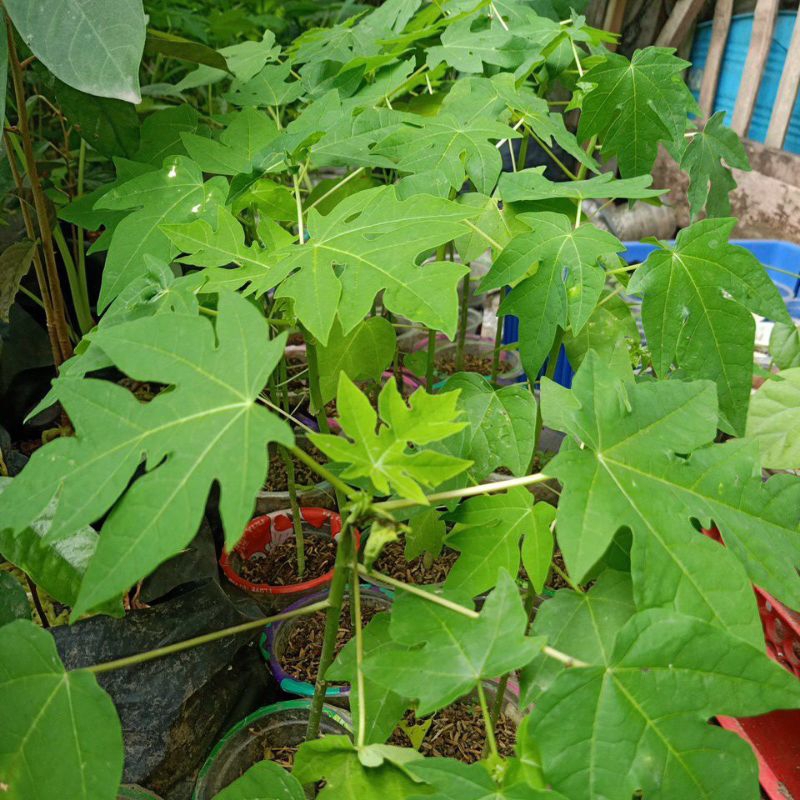 Bibit Pepaya Kalifornia