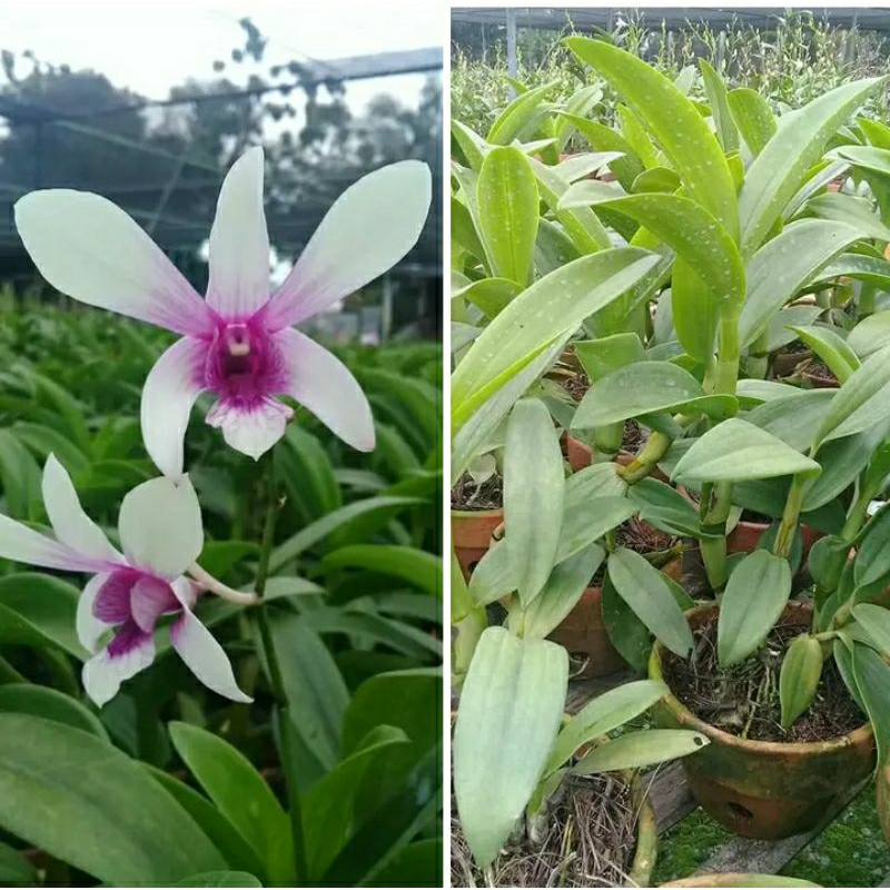 bibit anggrek bunga putih Tengah ungu dewasa spike-angrek Caesar Sanan white Niming tanamanhias