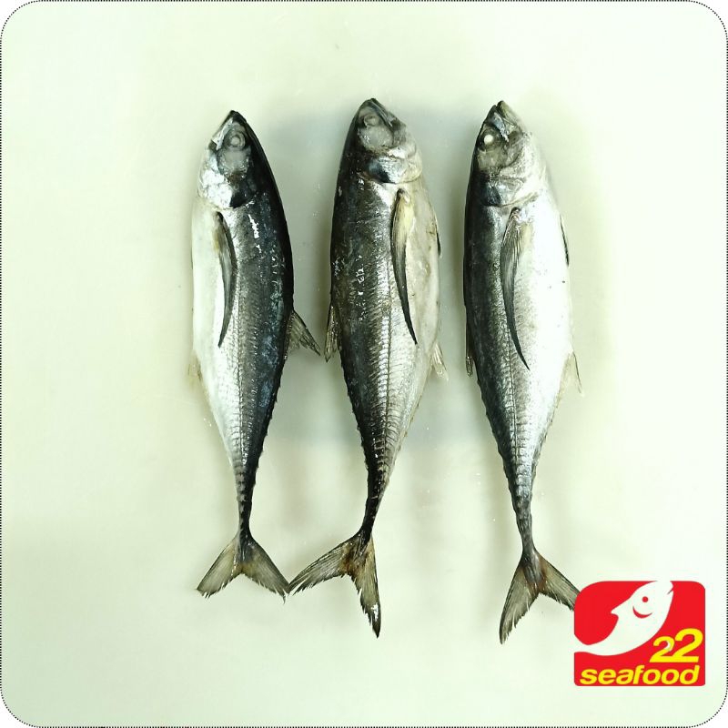 

Ikan Tengkek 1 kg / Hard Tail Fish / Seafood 22