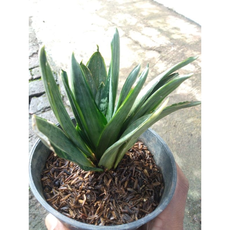 Sansevieria Silver Frost