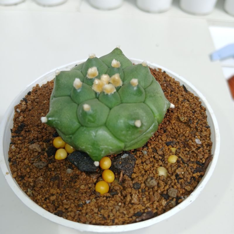 Astrophytum Kikko Duren