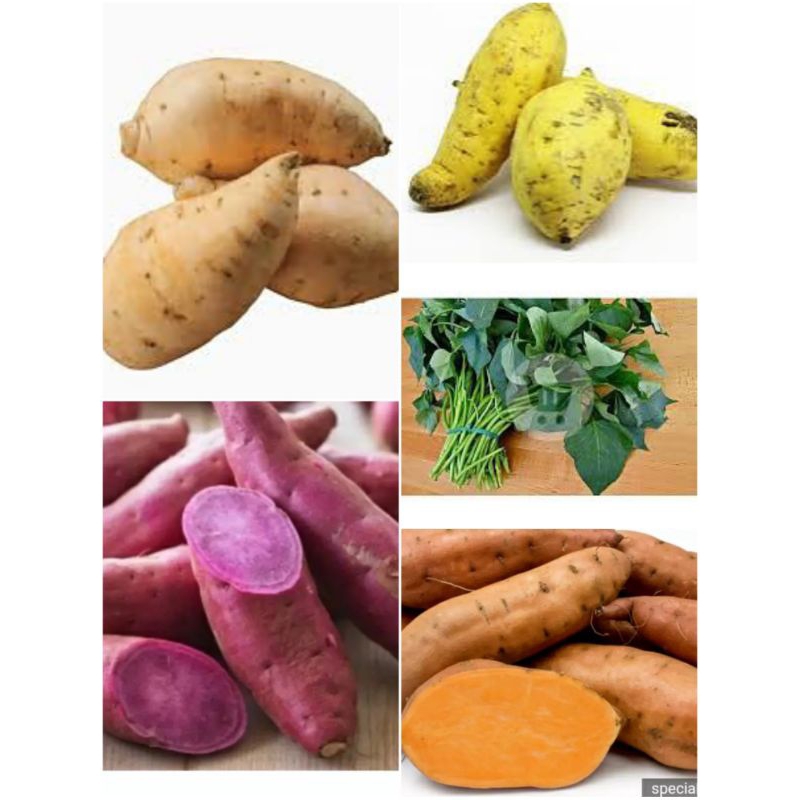 

Ubi merah,ubi ungu,ubi jalar,ubi jilembu,daun ubi
