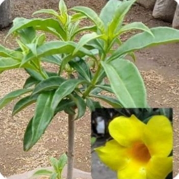 promo tanaman hias bunga alamanda kuning - bunga alamanda