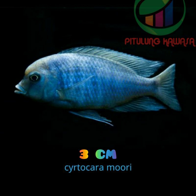 cichlid blue moorii blue dolphin