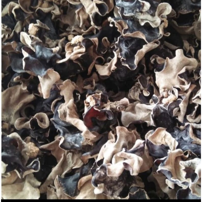 

JAMUR KUPING KERING KWALITAS GRADE A