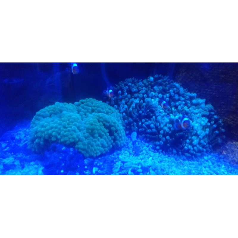 Anemon jagung (Rumah Nemo)