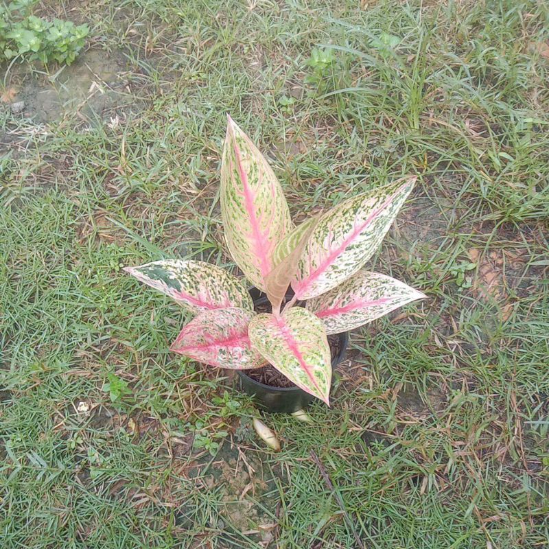 aglonema red legacy