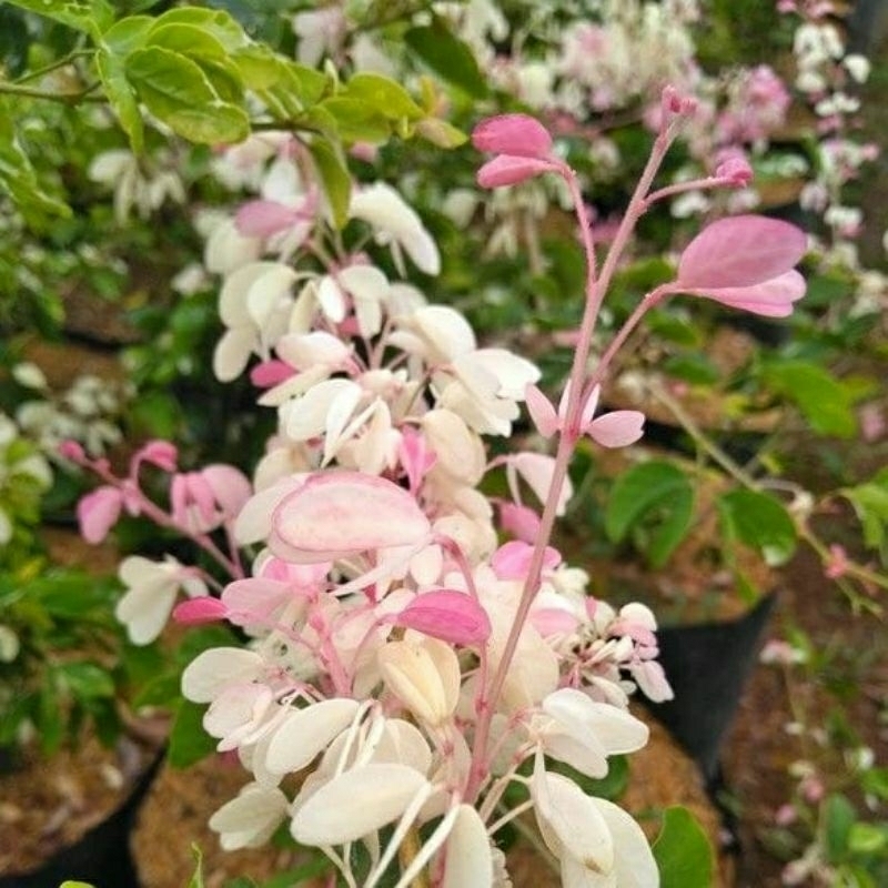 tanaman hias asem londo varigata bahan bonsai