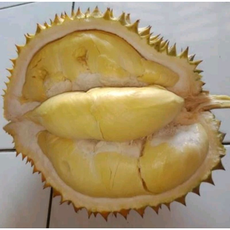 

Durian montong singaraja