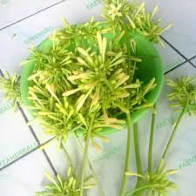 

bunga/kembang pepaya gantung