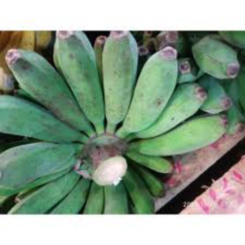 

pisang raja bulu fresh