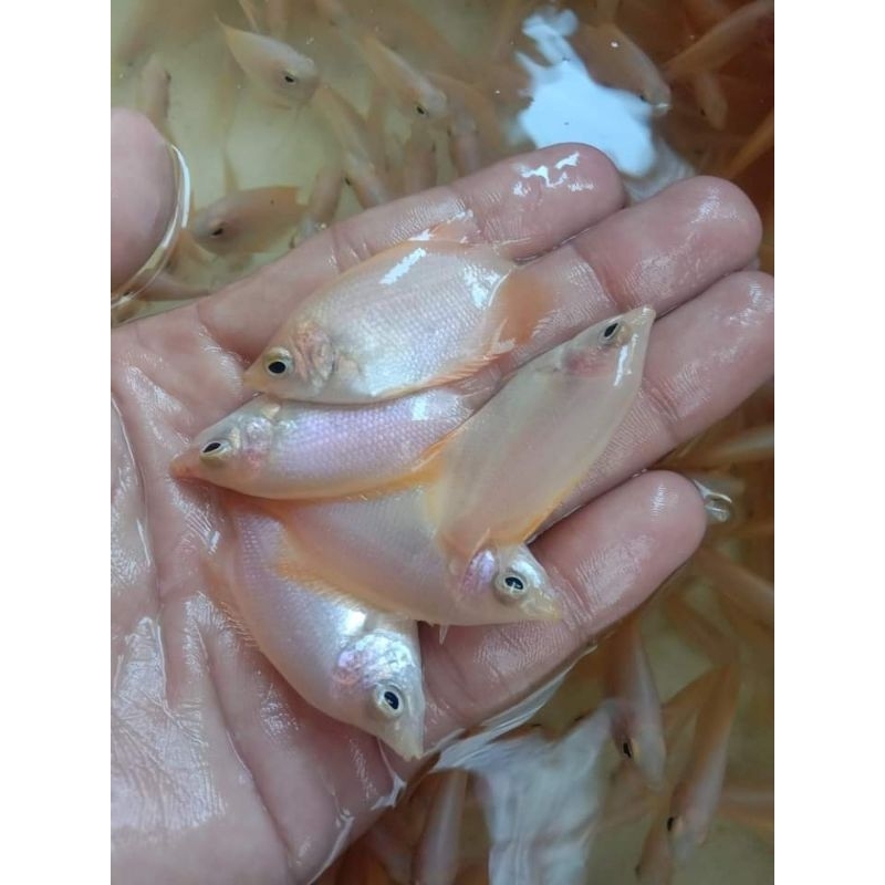 Gurame Padang Size Nguku Sehat Gesit Berkualitas Hidup Isi 20 Ekor