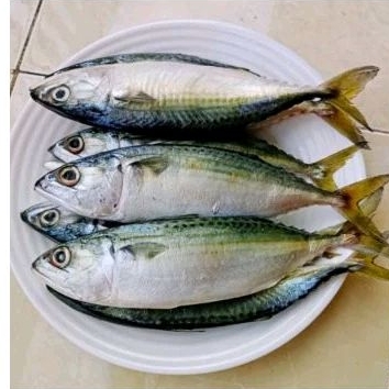 

IKAN BANJAR SEGAR 1 KG