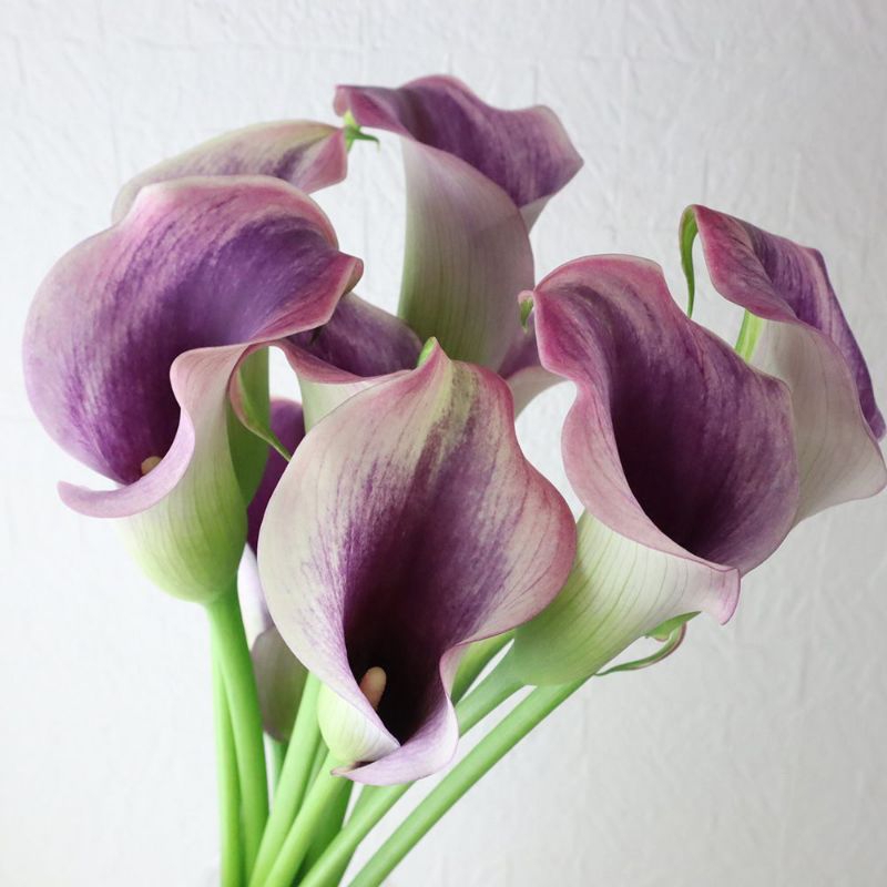 Umbi Calla Lily Airbrush (1 umbi)