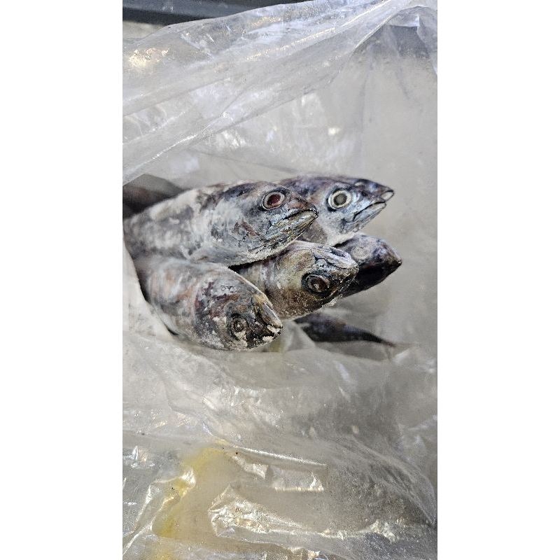 

Ikan Tongkol Frozen
