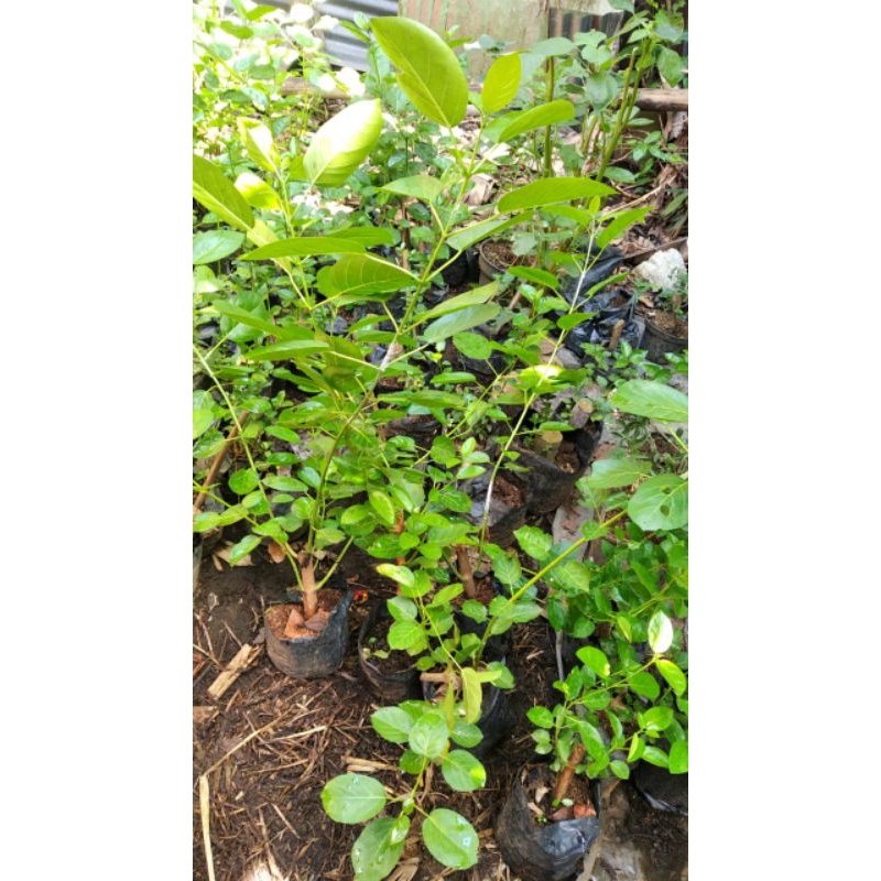 Bahan bonsai Sancang murah sudah hidup