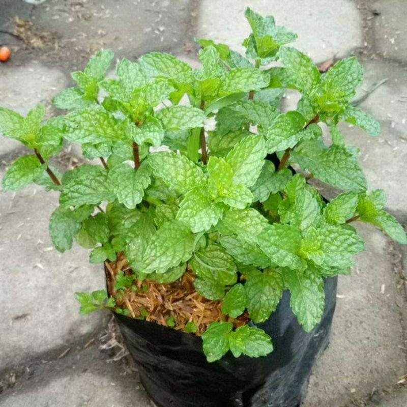 Tanaman Daun Mint Digunakan Untuk Minuman