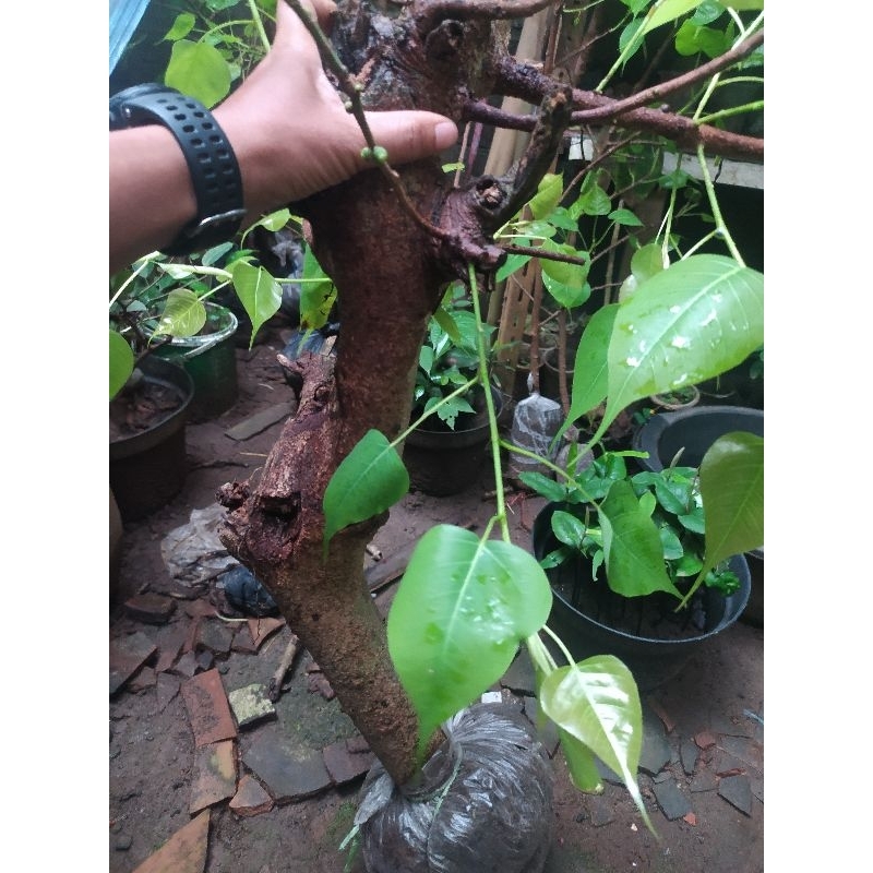 pohon bodhi pucuk merah dari cangkok tinggi 40 -50 cm batang besar