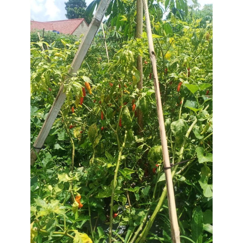 

CABE RAWIT FRESS1KG