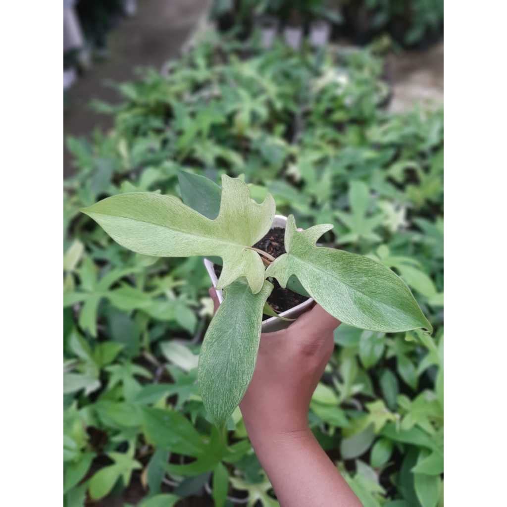 Philodendron Florida Ghost Mint, Tanaman Hias Murah Indoor Outdoor, 3-5 Daun, Philodendron Varigata